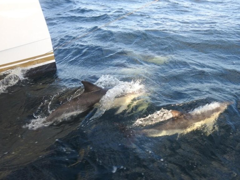 Nautitech Nautitech 40 Open  charter bareboat or captained in  Pula