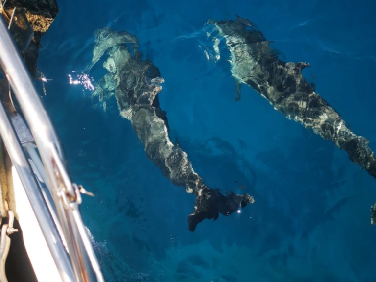 Bareboat Rental Sailboat Hanse with a boat licence