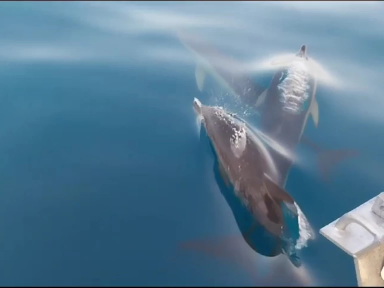 Motorboat rental with or without captain Doqueve Marbella