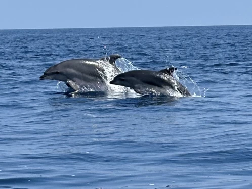 Rascala Fm17 charter bareboat or captained in  Saint-Cyprien