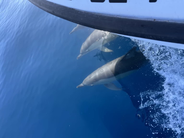 Motorboat for rent Benalmádena at the best price