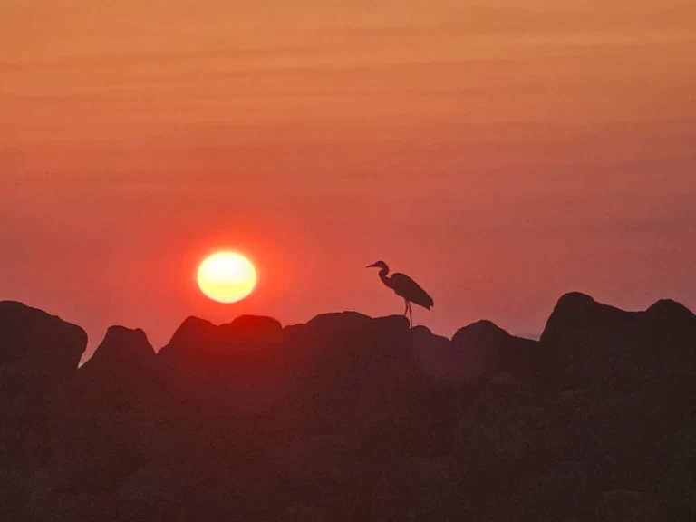 Boat rental Marco 26 in Oía on Samboat