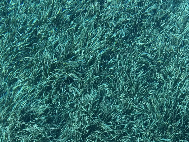 Jeanneau Merry Fisher 1095 in Saint-Tropez on SamBoat