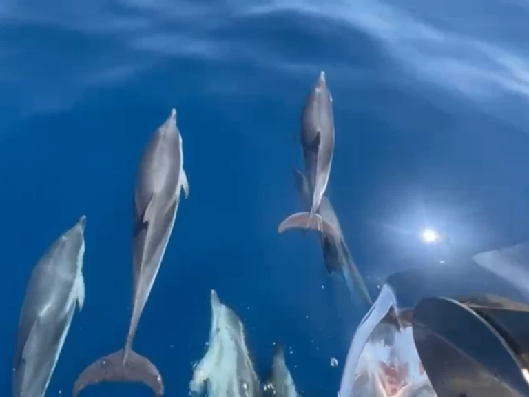 Luxury Yacht rental in Saint-Tropez - Jeanneau Merry Fisher 1095