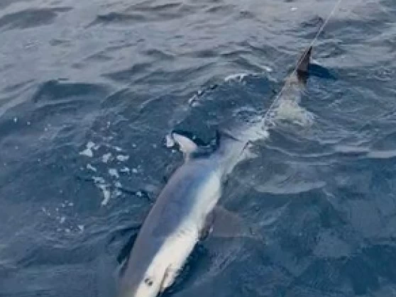 Bareboat Rental Motorboat Ocqueteau with a boat licence