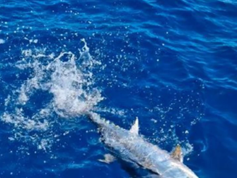 Motorboat for rent Saint-Gilles les Bains at the best price