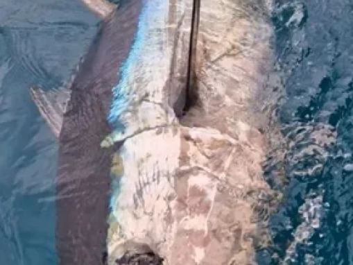 Ocqueteau Ostrea 700 T-Top charter bareboat or captained in  Saint-Gilles les Bains