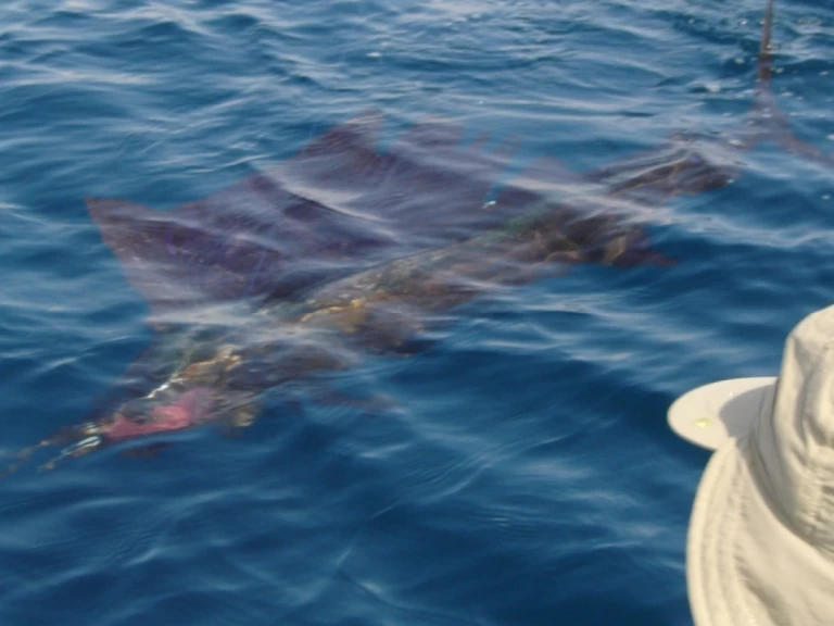 Ocqueteau Ostrea 700 T-Top in Saint-Gilles les Bains on SamBoat