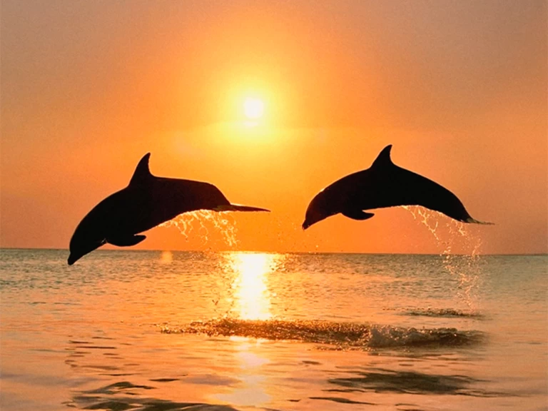 Boat rental Naviplane 710 in Benalmádena on Samboat