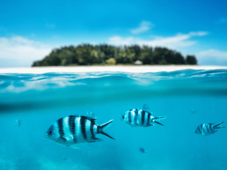 Catamaran rental in Kendwa - Custom Made Custom made