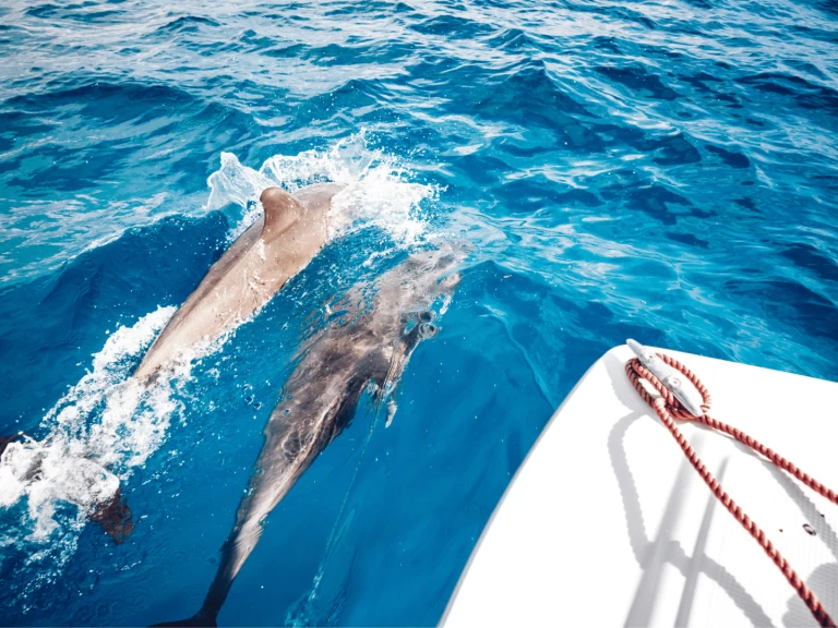 Boat rental Custom Made Custom made in Kendwa on Samboat