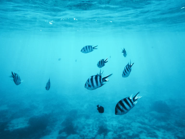 Custom Made Custom made in Kendwa on SamBoat