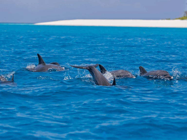 Yacht charter Kendwa cheap Custom made