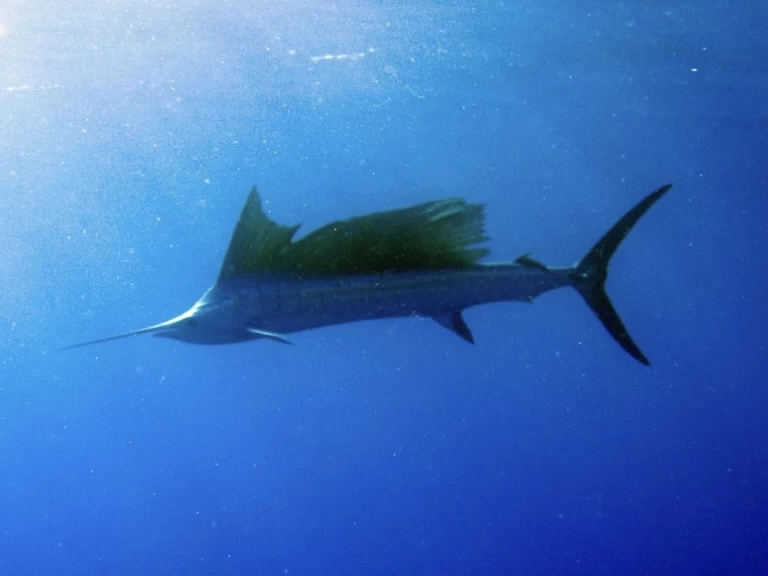 Custom Made Custom made in Kendwa on SamBoat