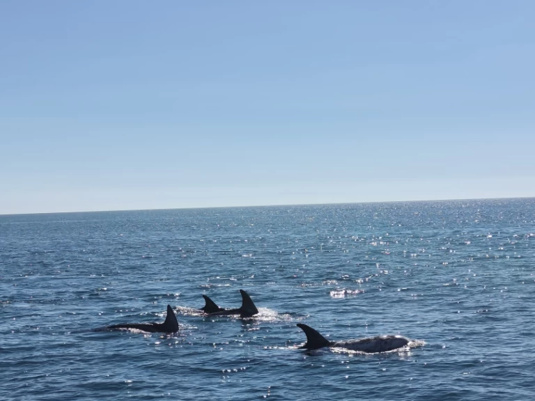 Rent a Fountaine Pajot FP 44 Portimão