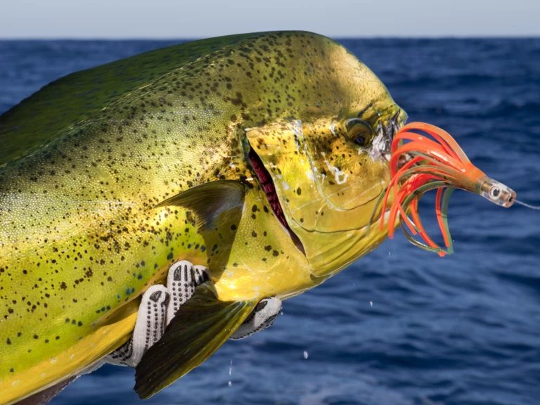 Boat rental Custom Made Custom made in Punta Cana on Samboat