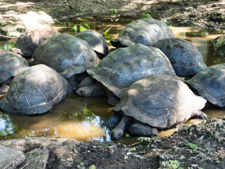 Boat rental Custom Custom in Zanzibar on Samboat
