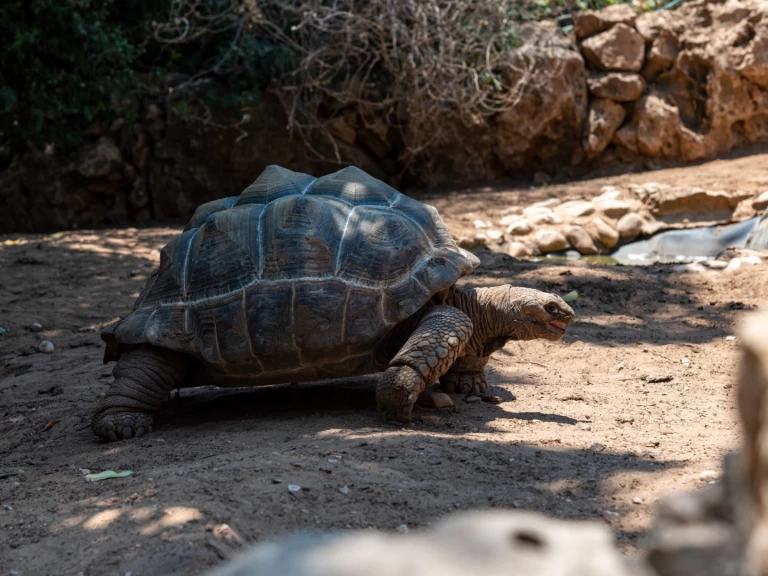 Sailboat rental with or without captain Custom Zanzibar