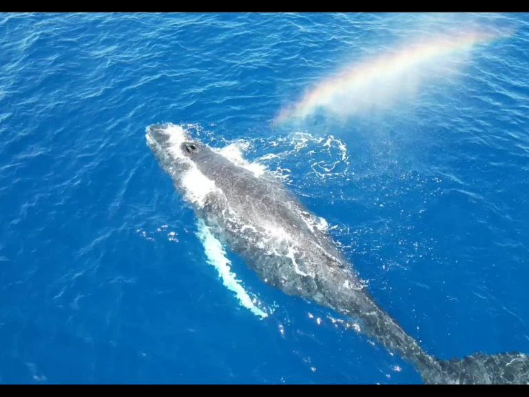 Sailboat for rent Le Gosier at the best price