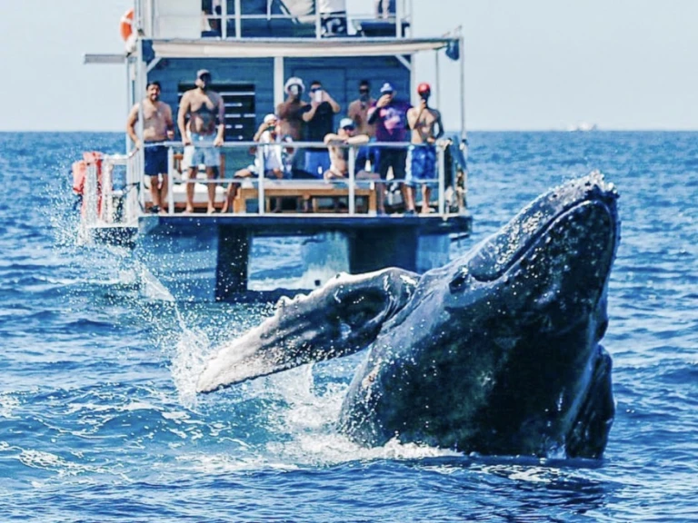 Boat rental Custom Made 36 in Cabo San Lucas on Samboat