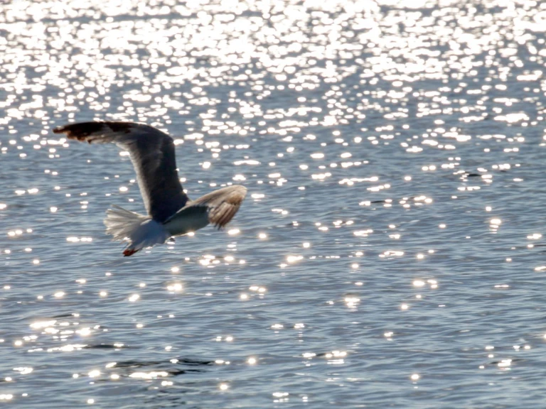 dolphin Dolphin 25 in Otranto on SamBoat