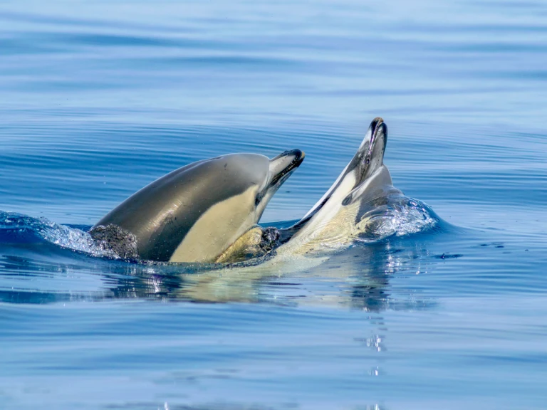 Narwhal 88 in Lagos on SamBoat