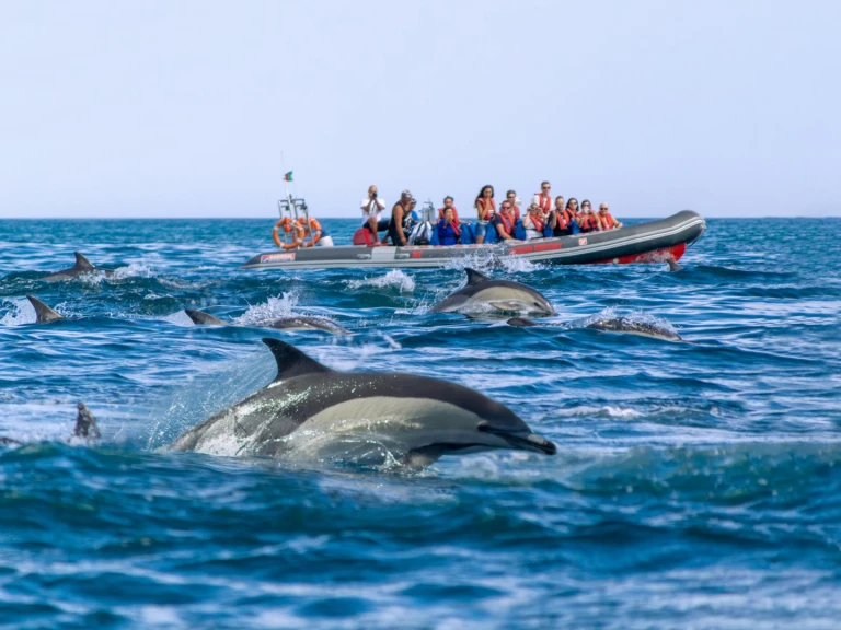 Narwhal 88 in Portimão on SamBoat