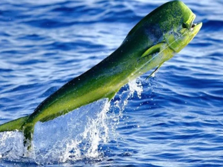 Catamaran rental in Sant Antoni de Portmany - Lagoon Lagoon 43