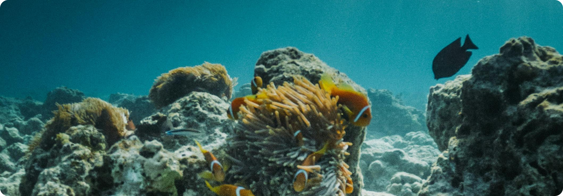 Fundacja Morza - Ocean