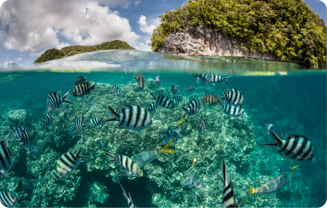 Partnerstwo SamBoat i Fundacja Morza