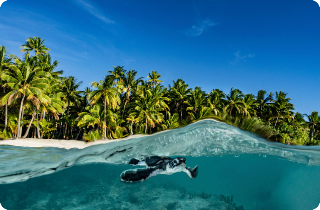 Ochrona żółwi morskich