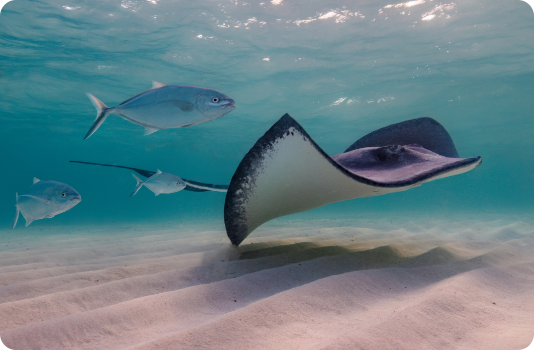 Ochrona płaszczek i rekinów