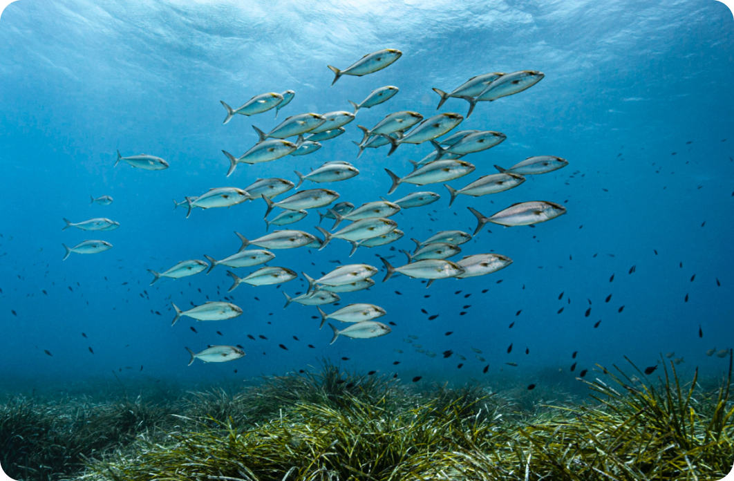 fondation-de-la-mer.actions.items.herbiers.image